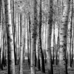 1935 La fabbrica di cartone