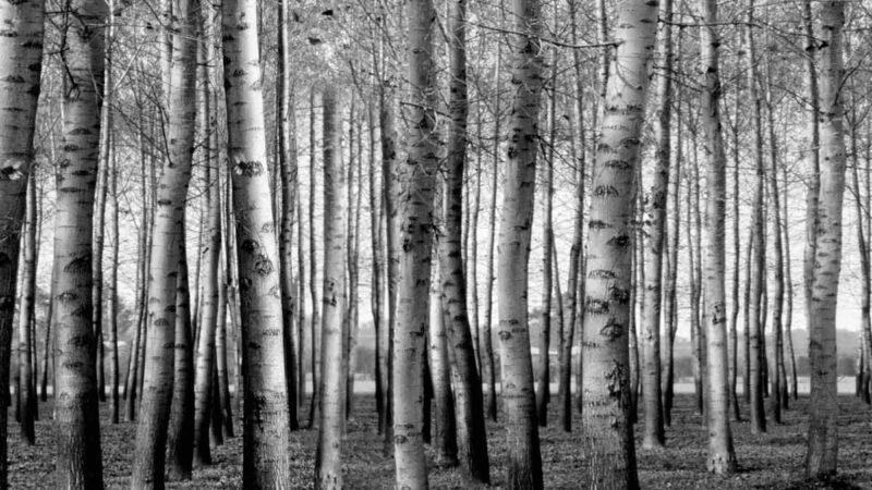 1935 La fabbrica di cartone