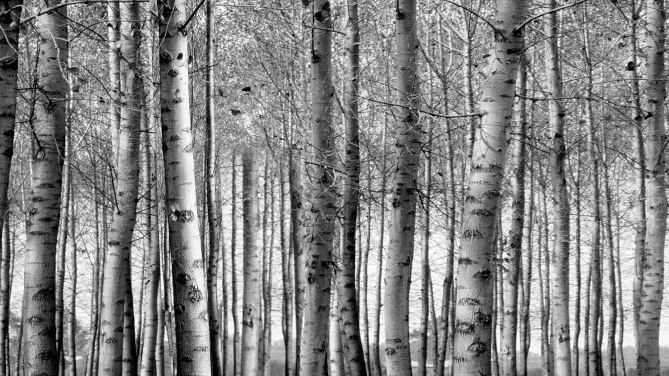 Marazzi Cosimo Bizzarri main